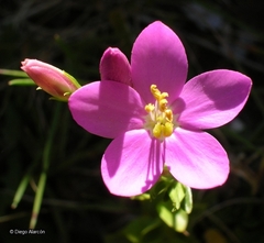 Centaurium cachanlahuen