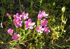 Centaurium cachanlahuen
