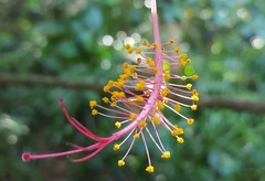 Hibiscus schizopetalus
