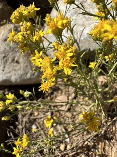 iNaturalist observation photo of Broom Snakeweed
