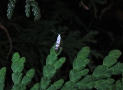 Argyresthia thuiella