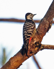 Stripe-Breasted Woodpecker photo 5