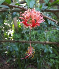 Hibiscus schizopetalus