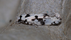 Lichenaula calligrapha