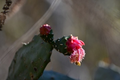 Opuntia dejecta