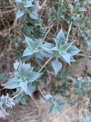 Salvia funerea
