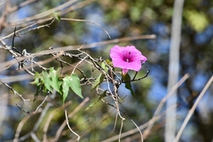 Ipomoea bernoulliana