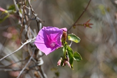 Ipomoea bernoulliana