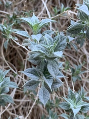 Salvia funerea