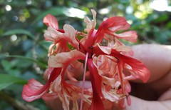 Hibiscus schizopetalus