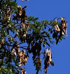 Lonchocarpus rugosus