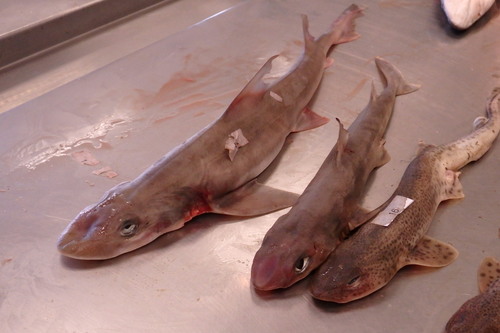 Mustelus mustelus