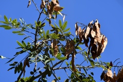 Lonchocarpus rugosus