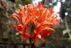 Hibiscus schizopetalus