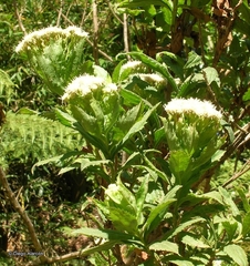 Baccharis sphaerocephala