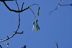 Gyrocarpus mocinoi