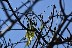 Gyrocarpus mocinoi
