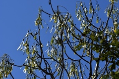 Gyrocarpus mocinoi