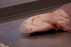 Mustelus mustelus
