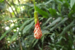 Hibiscus schizopetalus