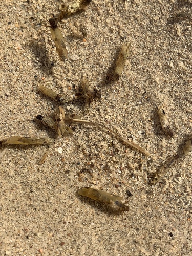 Limnephilus assimilis