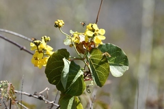 Stigmaphyllon selerianum