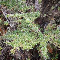 Escallonia myrtilloides