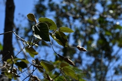 Helicteres baruensis