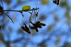 Helicteres baruensis