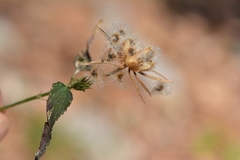Hibiscus poeppigii