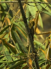 Pale-Headed Woodpecker photo 2
