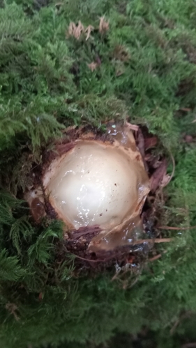 Phallus impudicus — no rights reserved