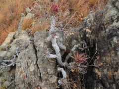 Euphorbia wildii image