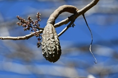 Cedrela salvadorensis