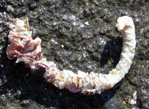 Diopatra dentata