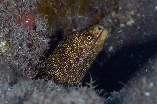 Bastard eel (Gymnothorax miliaris) — Muraenidae