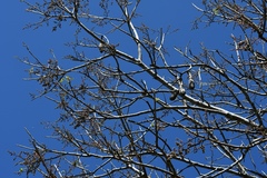 Cedrela salvadorensis