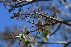 Cedrela salvadorensis