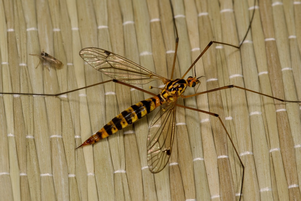 Nephrotoma scalaris