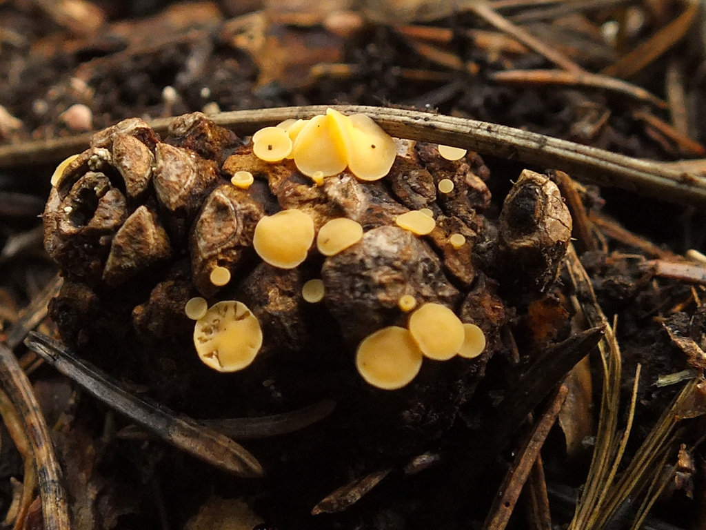 Hymenoscyphus lutescens