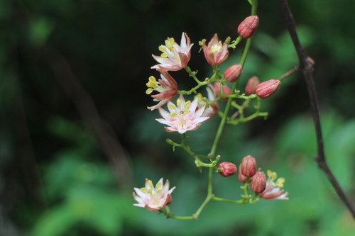 Illigera luzonensis iNat (1)