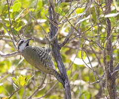 Cuban Green Woodpecker photo 2