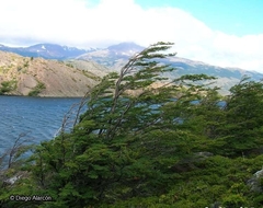 Nothofagus betuloides