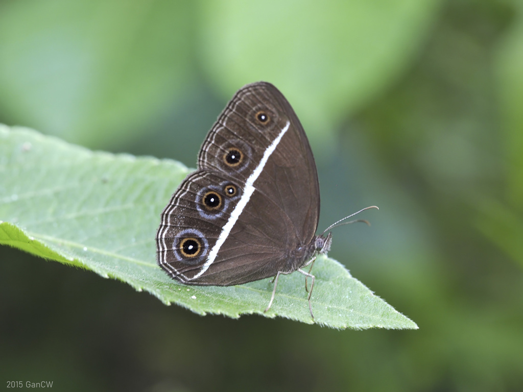 Dusky Bush-brown