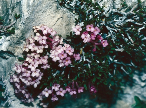 Daphne petraea, photograph 1