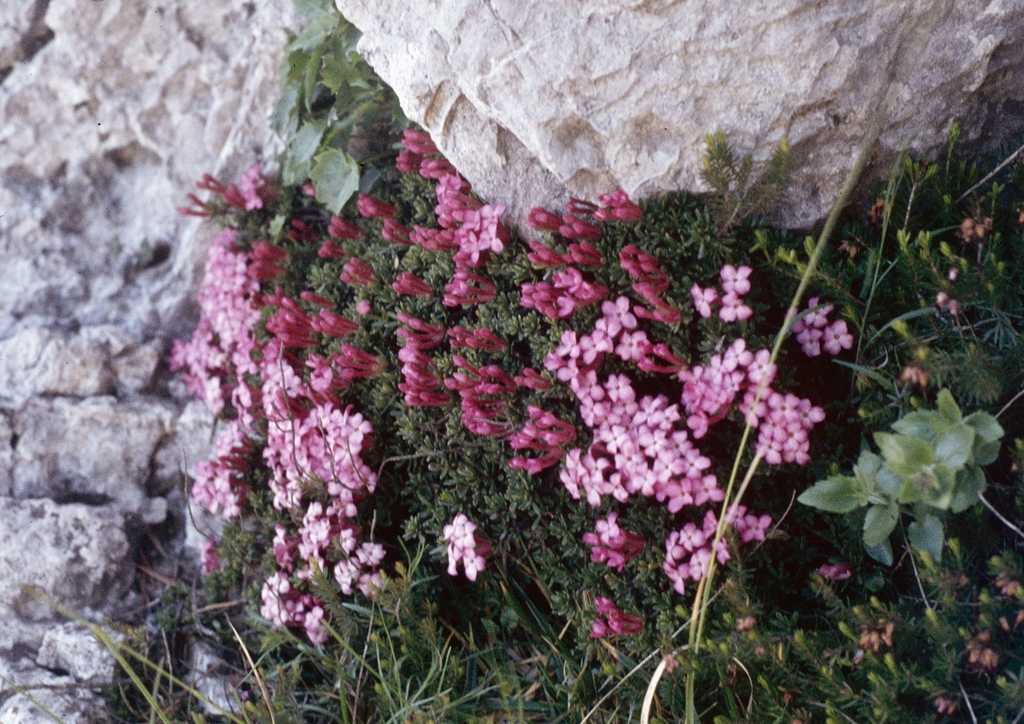 Daphne petraea; photograph (c) F. Bemmerlein-Lux, some rights reserved (CC BY)
