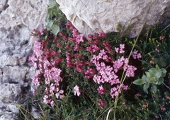 Stone Daphne (Daphne petraea)