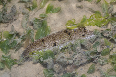 Holothuria scabra