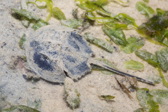 Carcinoscorpius rotundicauda