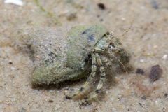 Paguridae